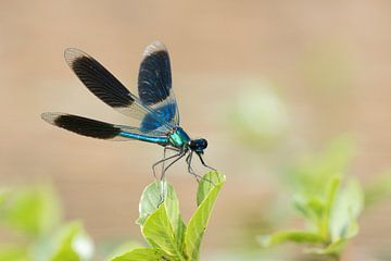 Banded Demoiselle on water plant by Rob Kuiper