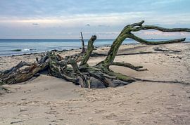 Oasis de plage sur Holger Felix
