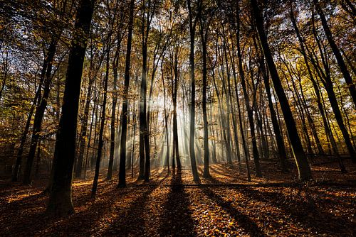 Herfstzon in het bos