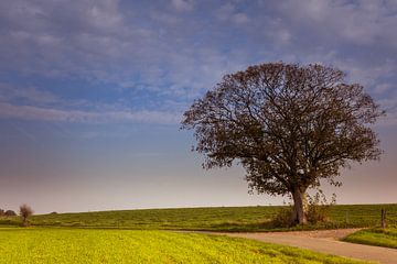 Eenzame boom van Wim van D