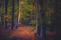 Herfst in het bos