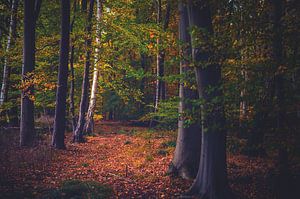 Herfst in het bos van Florian Kunde