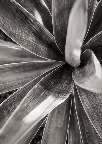 Agave attenuata