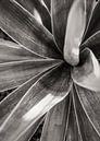 Agave attenuata van Adriano Oliveira thumbnail