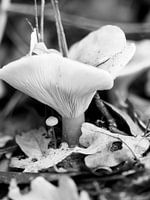 champignon noir et blanc dans la forêt Belgique