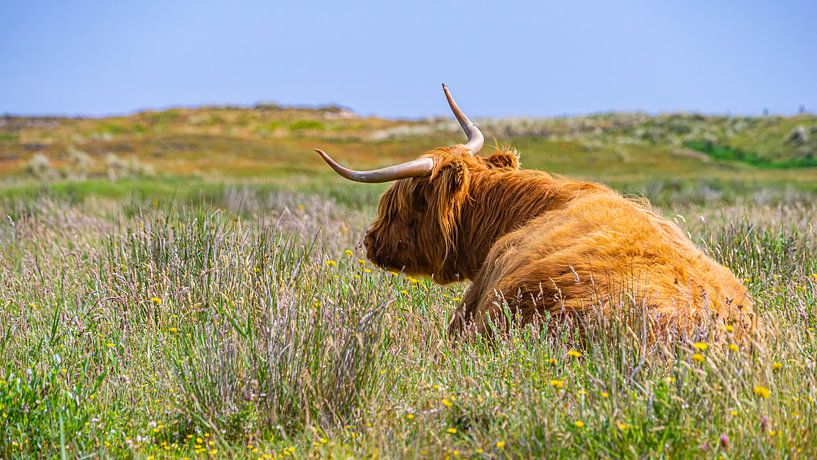 Reclining Scottish Highlander in Kop van Noord-Holland by Jessica Lokker