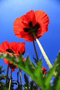 mohn von Falko Follert