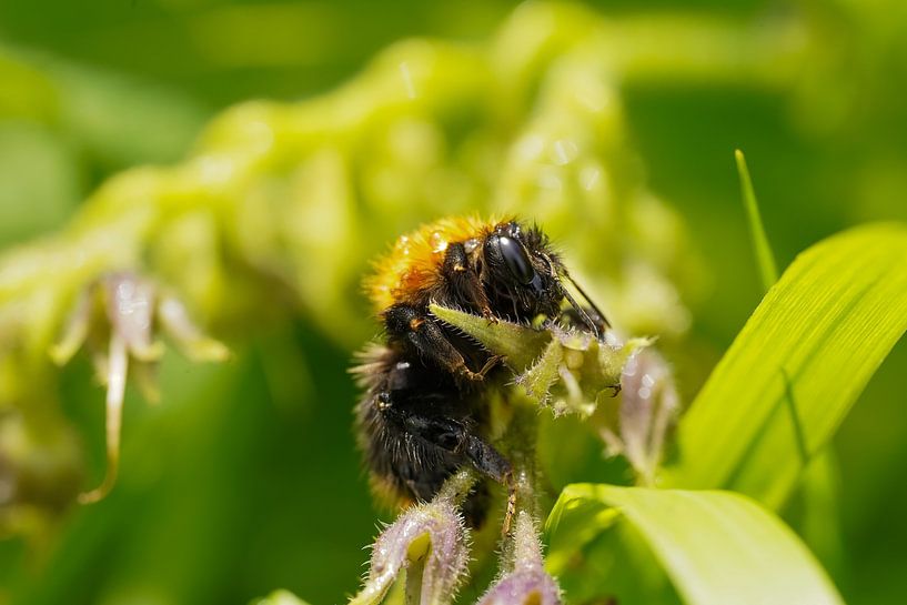 Foto von Barry van Rijswijk