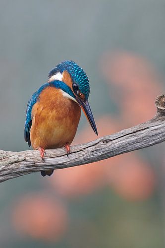 IJsvogel - Concentratie