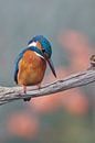 Kingfisher - Concentration by Kingfisher.photo - Corné van Oosterhout thumbnail