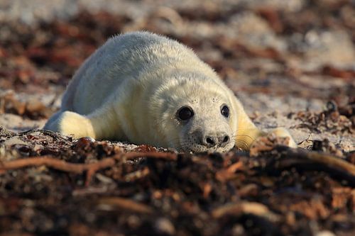 Grijze Zeehond Brul Helgoland Eiland Duitsland