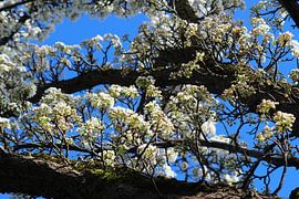 The white spring blossom by A.C. Pollux