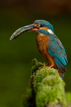 IJsvogel gefotografeerd in het Gooi