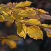 Herbstliche Farbe von Marcel Pietersen