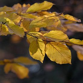 Herfst kleur van Marcel Pietersen