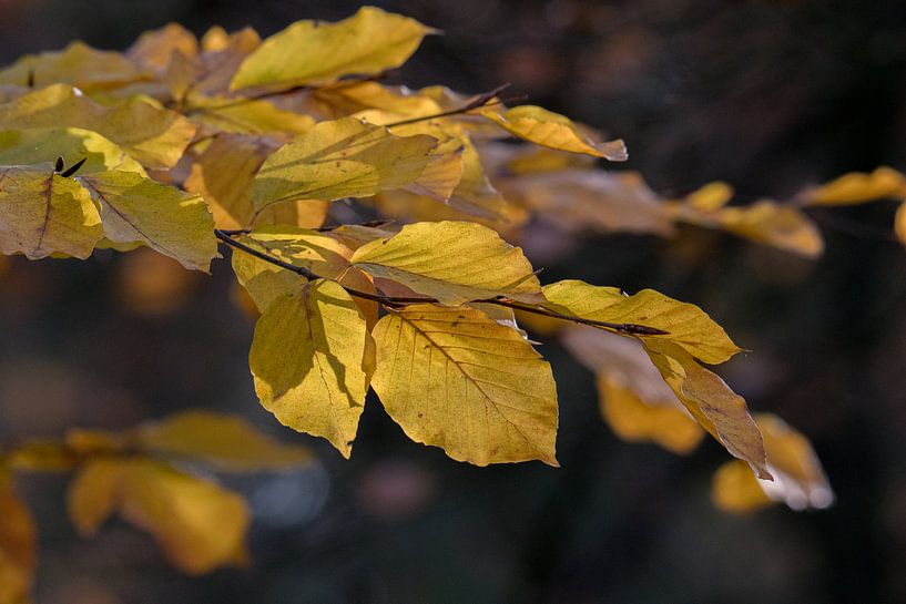 Herfst kleur van Marcel Pietersen