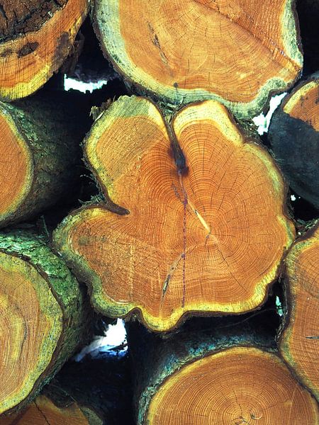 Stämme werden getrocknet von Helene Ketzer