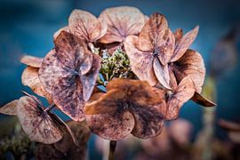 Hydrangea by Rob Boon