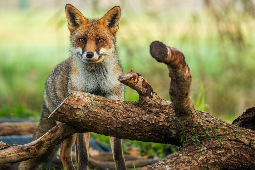 Fox in nature beautiful for the wall by Gianni Argese