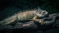 Trône de feuilles : Iguane vert sur une branche au milieu du feuillage