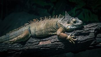 Blätterthron: Grüner Leguan auf einem Ast inmitten des Laubes