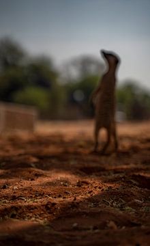 Stokstaartje in de Kalahari van Namibië, Afrika van Patrick Groß