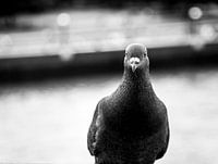 Dove