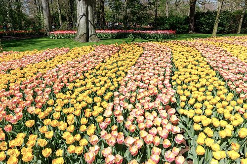De kleurenpracht op de Hollandse Keukenhof.