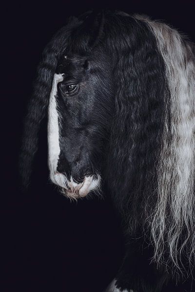 Fine art portrait horse in close up by Shirley van Lieshout