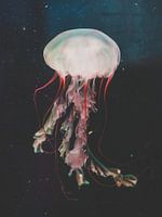 Jellyfish with red tentacles