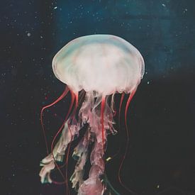 Jellyfish with red tentacles by Patrick Brinksma