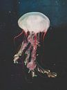 Méduse aux tentacules rouges par Patrick Brinksma Aperçu