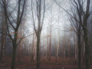 forêt d'hiver