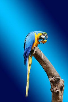 gold and blue macaw by hako photo