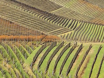 Terrassenförmige Weinberge der Langhe
