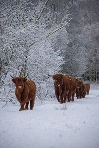 Eine Herde schottischer Highlander auf einem Spaziergang