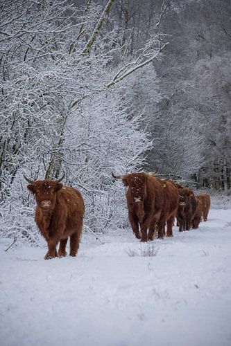 Kudde Schotse Hooglanders aan de wandel...