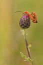 Kleine rode weekschildkevers van Moetwil en van Dijk - Fotografie thumbnail