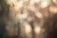 Bokeh-bos