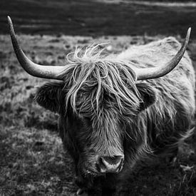Ile de Skye | Bétail des Highlands | Photographie de paysage d'Ecosse | Fine art | Tirage d sur Sander Spreeuwenberg