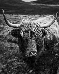 Isle of Skye | Hochlandrinder | Schottland Landschaftsfotografie | Fine Art | Kunstdruck von Sander Spreeuwenberg