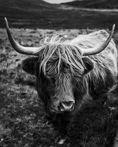 Ile de Skye | Bétail des Highlands | Photographie de paysage d'Ecosse | Fine art | Tirage d