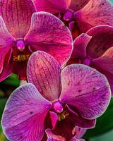 Orchidée lune rose