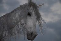 Windpferd 8