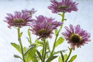 Pinke Chrysantheme in Eis 2