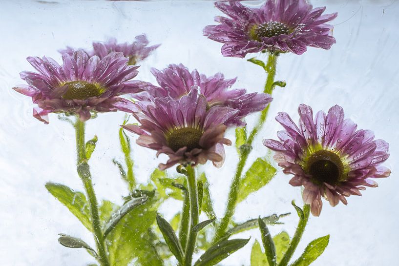 Pinke Chrysantheme in Eis 2 von Marc Heiligenstein
