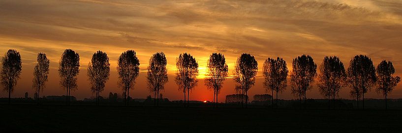 Pappel von Mario de Lijser