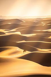 A single dromedary among the sand dunes in the Sahara, Morocco by René Wiegmink