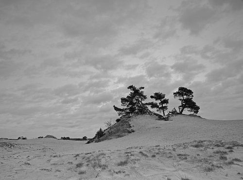 Tree lot on Kootwijkerzand