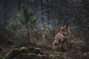 Fuchs im ersten Morgenlicht.